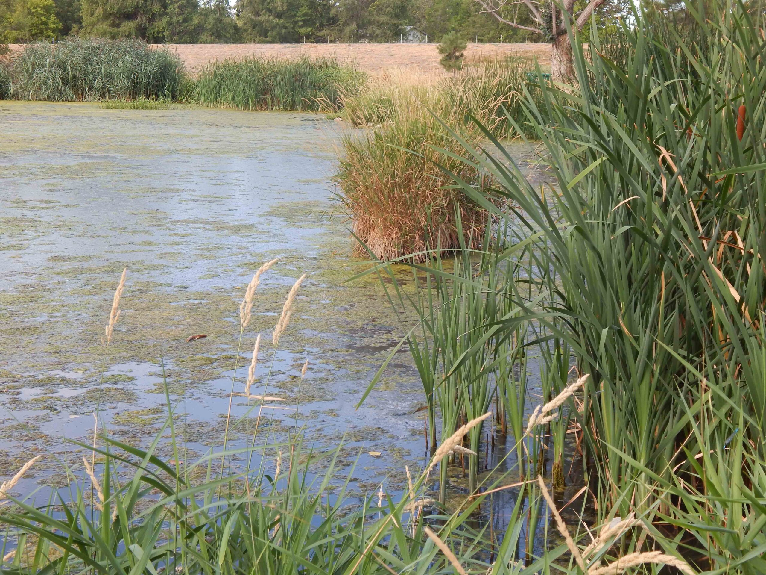 Fishing pond graphic