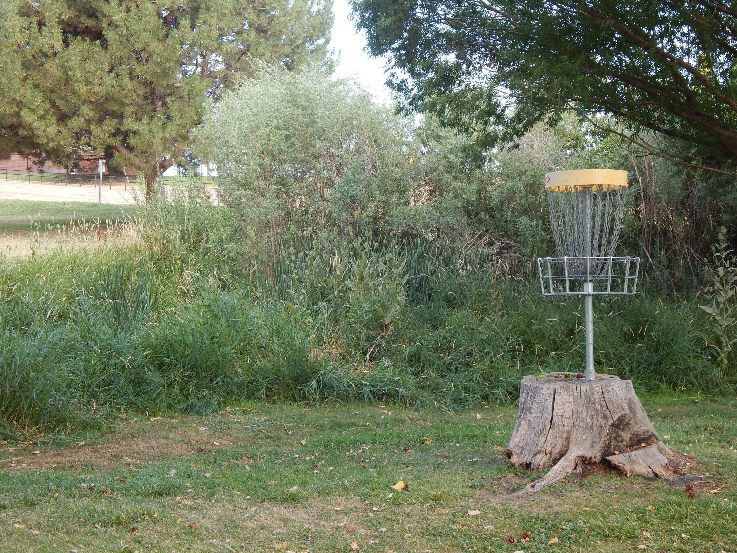 Disc Golf Course Graphic